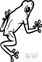 Frog 4